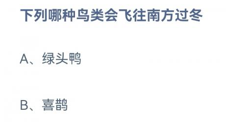 绿头鸭和喜鹊哪种鸟类会飞往南方过冬？蚂蚁庄园鸟类过冬12.11答案